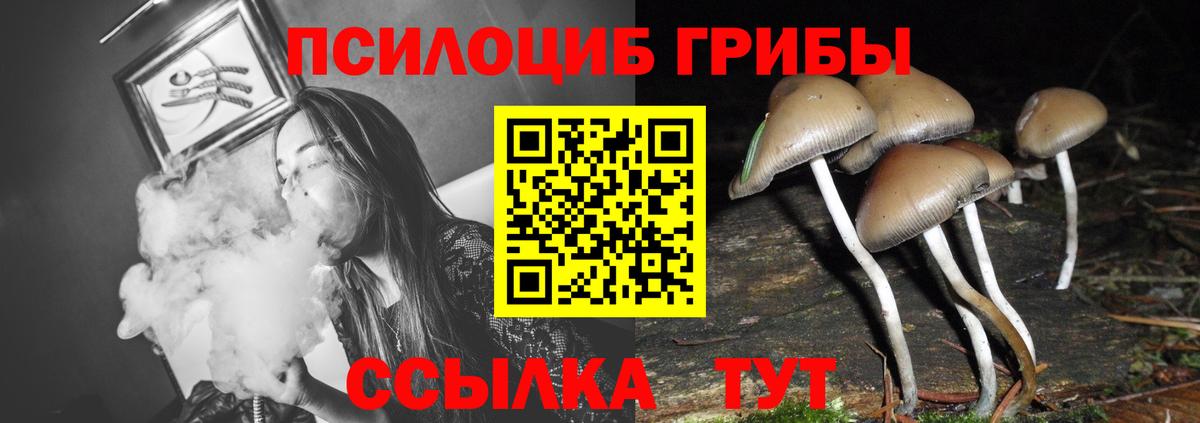 Псилоцибиновые грибы Psilocybine cubensis Сорочинск